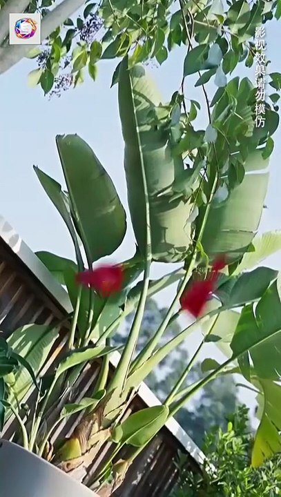 To calm her husband's rage disorder she endures; when hurt by a rival he avenges her [Full Movie] [Recommended]Full EP - Full