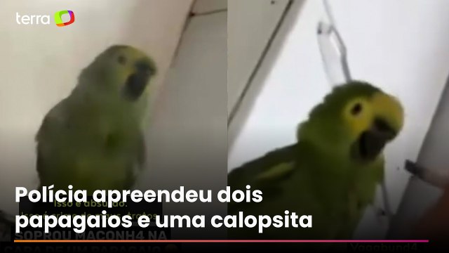 Mulher é presa por maus-tratos a animais após vídeo com papagaio viralizar nas redes