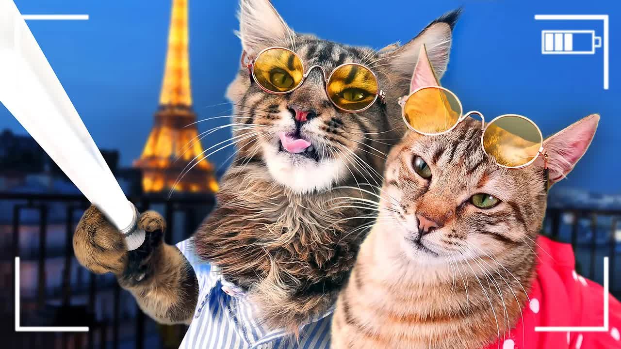 CAT's GOT TALENT