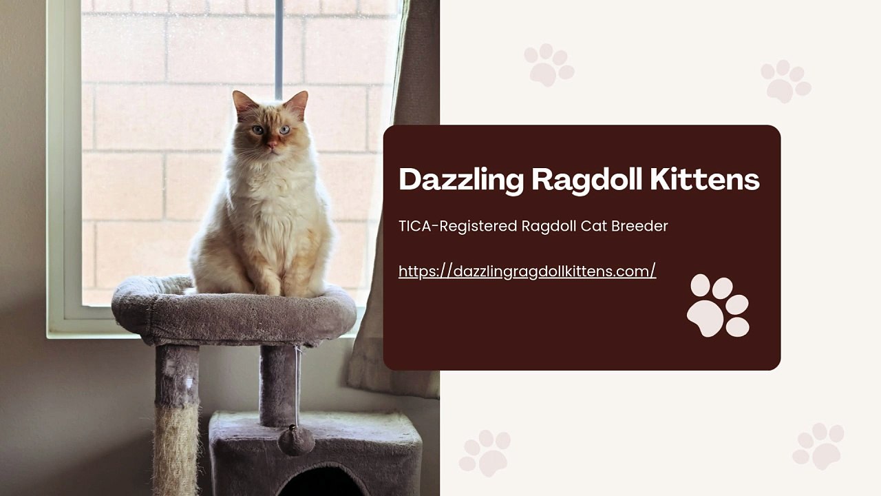 What Dazzling Ragdoll Kittens Offers - Spokane, WA