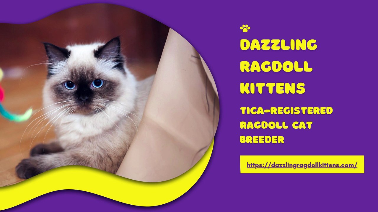 Dazzling Ragdoll Kittens - Quality Ragdoll Cats - Spokane, WA