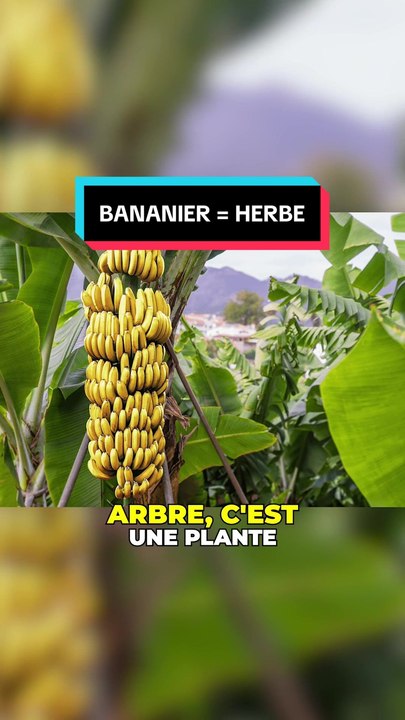 Le bananier n'est pas un arbre !