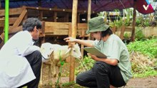 Medicina homeopática, una alternativa para tratar animales