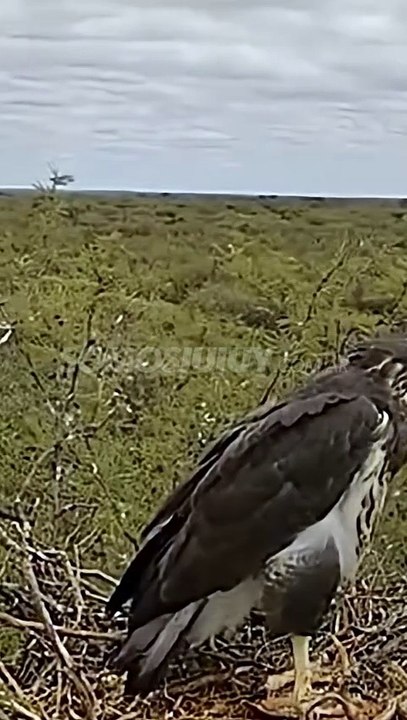 Águila coronada en La Pampa, filmada durante 60 días por el Conicet