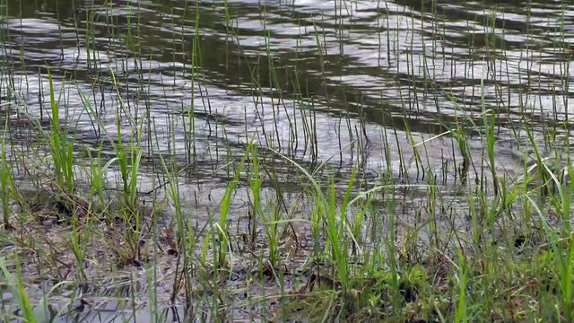 CH 17 Mars TOPO Rives du Lac Nairne WEB
