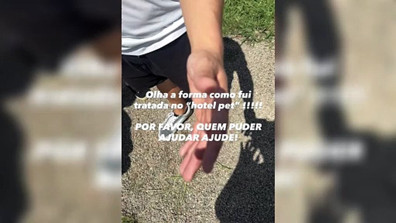 Cachorro desaparece em hotel para pets na RMC e caso vira investigação policial