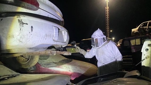 Enjambre de abejas alerta en corralón de Ixtapa | CPS Noticias Puerto Vallarta