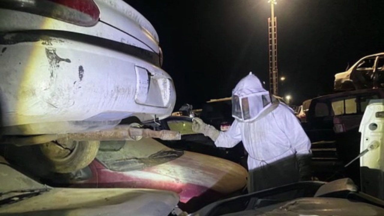 Enjambre de abejas alerta en corralón de Ixtapa | CPS Noticias Puerto Vallarta