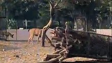 "Baahubali" Deer: Meeting the Massive Sambar!