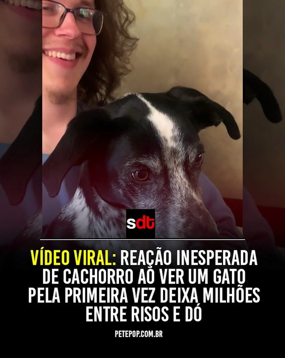 Vídeo viral: reação inesperada de cachorro ao ver um gato pela primeira vez deixa milhões entre risos e dó