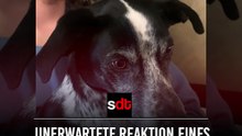 Virales Video: Unerwartete Reaktion eines Hundes beim ersten Anblick einer Katze lässt Millionen lachen – und mitfühlen
