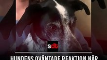 Virale video: onverwachte reactie van hond bij het voor het eerst zien van een kat laat miljoenen lachen én medelijden hebben