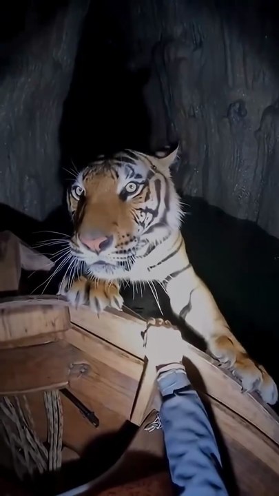 This Man Was Exploring a Dark Cave when he found a Massive Tiger