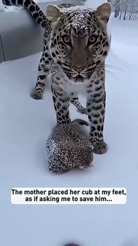 Desperate Mother Leopard Brings Cub to Cabin Begging for Help...