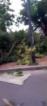 Árboles caídos por el temporal en la plaza de Villa Lugano