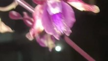 Flowers 🌺🌹 Orchids Dendrobium