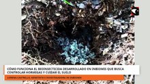 CÓMO FUNCIONA EL BIOINSECTICIDA DESARROLLADO EN INBIOMIS QUE BUSCA CONTROLAR HORMIGAS