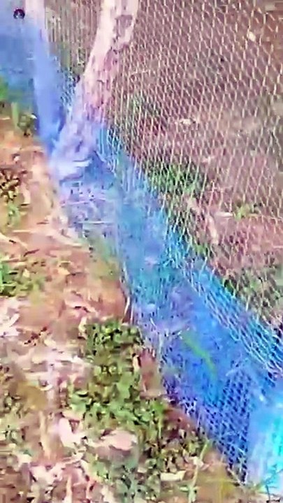 Poultry farming ki jankari | poultry farm business plan | desi murgi palan ka tarika