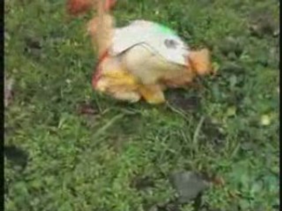 Le Fabuleux Destin de Martin Lapeyre