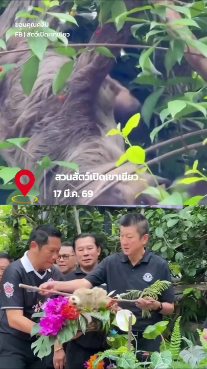 ลูกสลอธตัวจิ๋ว สมาชิกใหม่สวนสัตว์เปิดเขาเขียว น่ารักเกินต้านนน !