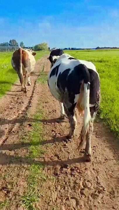Morning Walk with My Cows 🐄 | Pure Village Life & Nature Sounds. #cows #nature #peaceful