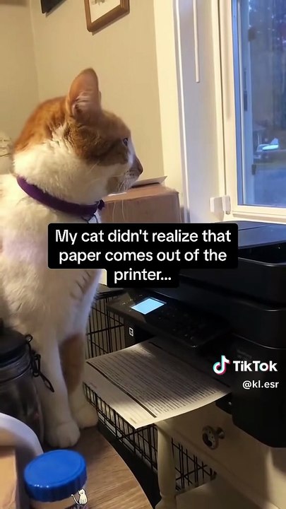 Cats are obsessed with paper products