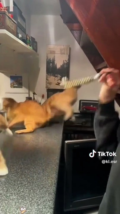 Cats can jump up without thinking