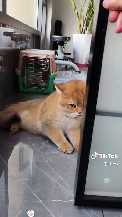 Cat_please don’t disturb me