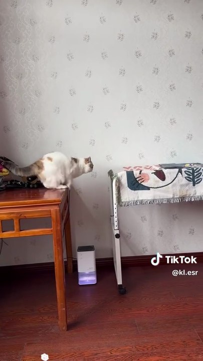 Cats_hey bro,my paws are so slippery