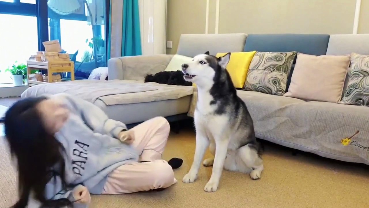 Hilarious video: Siberian husky performs a musical duet with its flutist owner