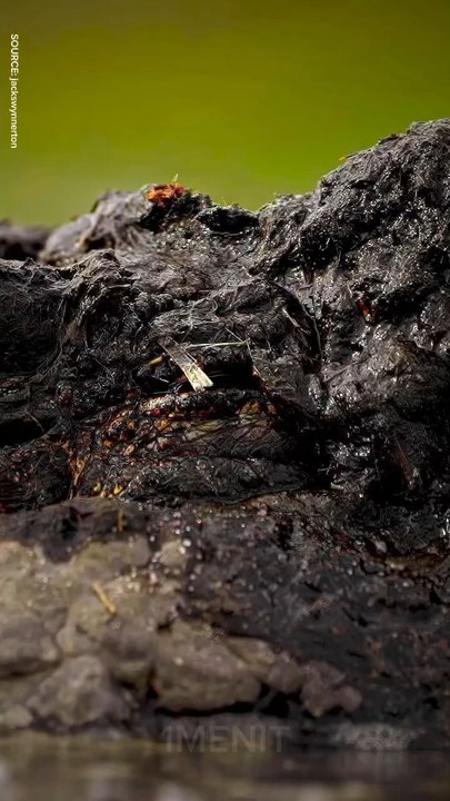 Kenapa Mata Buaya Bersinar di Kegelapan?
