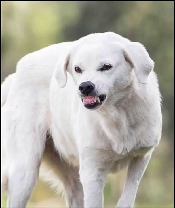 He