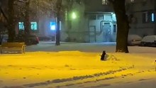 I was watching the cat from afar, having a blast in the snow, and it was just too cute.