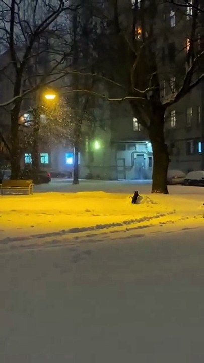 I was watching the cat from afar, having a blast in the snow, and it was just too cute.