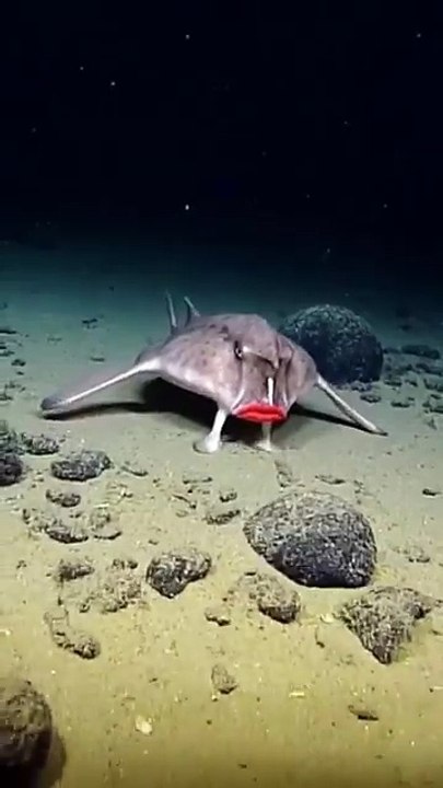 A fish that "walks" with red lips!? The Galapagos batfish, which lives in the deep sea of ​​the Galapagos Islands, is incredibly unique! 💄 Its lips are bright red, as if it's wearing heavy makeup 👣 It doesn't swim, but walks along the seabed using its f