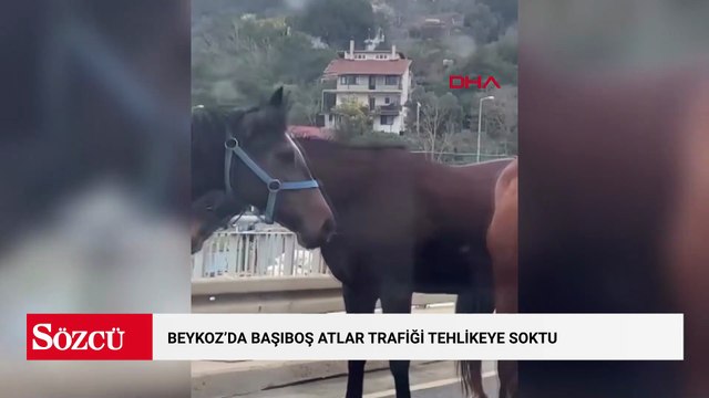 Beykoz'da başıboş atlar trafiği tehlikeye soktu