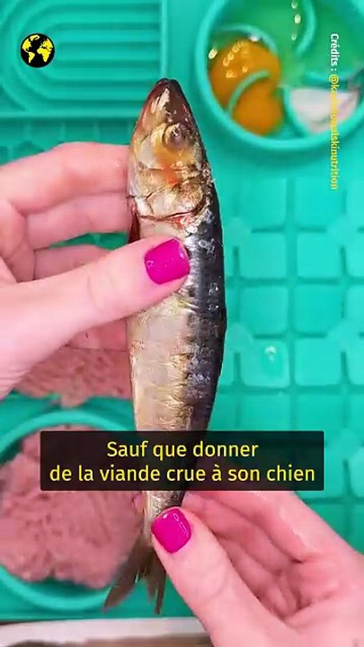 L’industrie du bien-être pour animaux va-t-elle trop loin ?