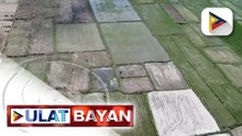 Pagbabago ng cropping calendar, isa sa mga ginagawang paraan ng NIA para makatipid sa tubig