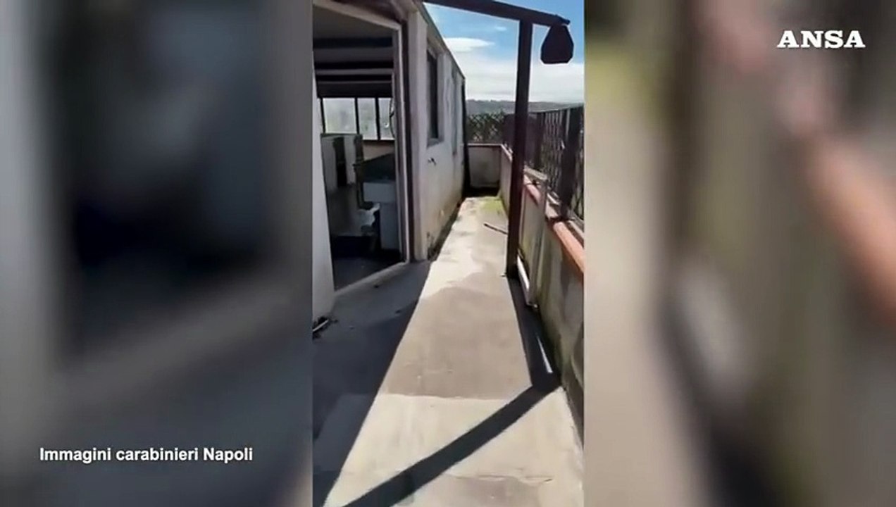 Canile abusivo scoperto sul solaio di un palazzo nel Napoletano