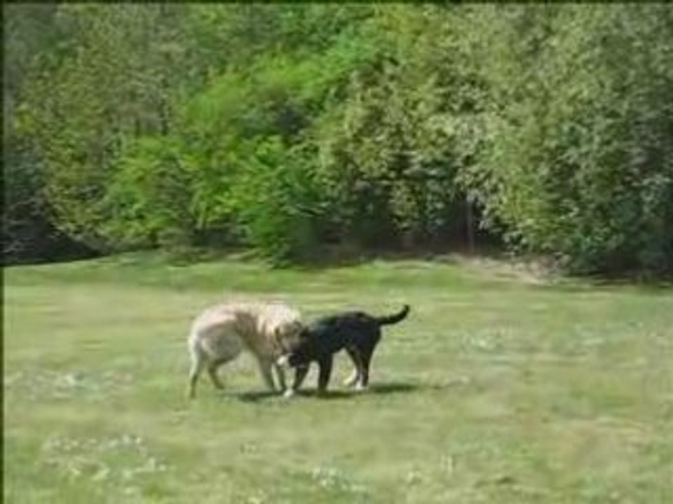 Dogs, Garden Party