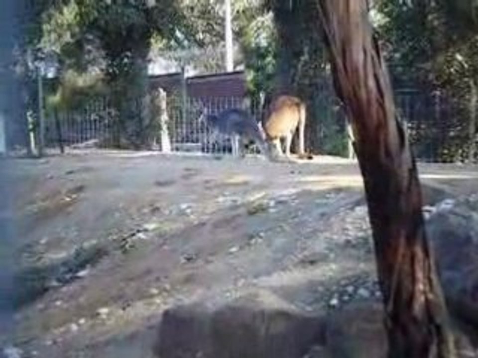 kangourous 2