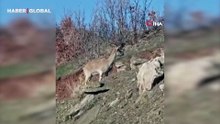 Akdağ'ın eteklerinde vaşak, kurt ve dağ keçisi peş peşe görüldü