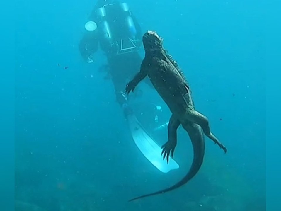 Taucher begegnet 'Unterwasser-Godzilla'