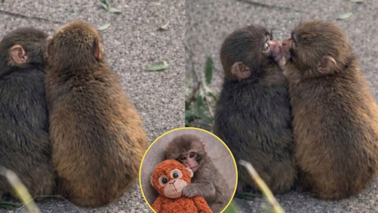 Dal peluche all’amore: il macaco Punch ha una n...