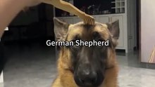 Funny German shepherd dog 🐾💕#funny #German shepherd #9k#folow