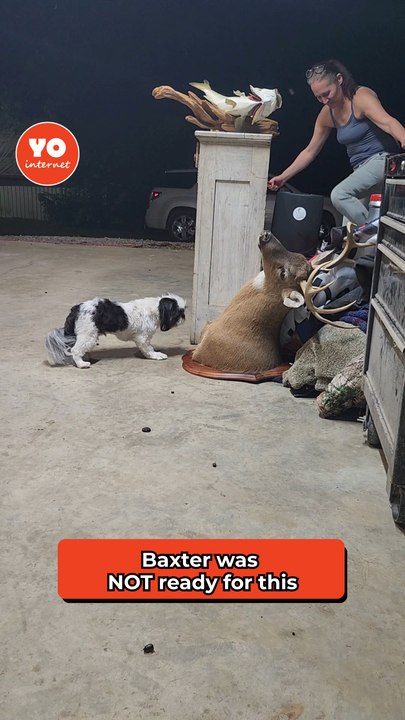 Pup experiences the shock of his life when the deer mount springs to life