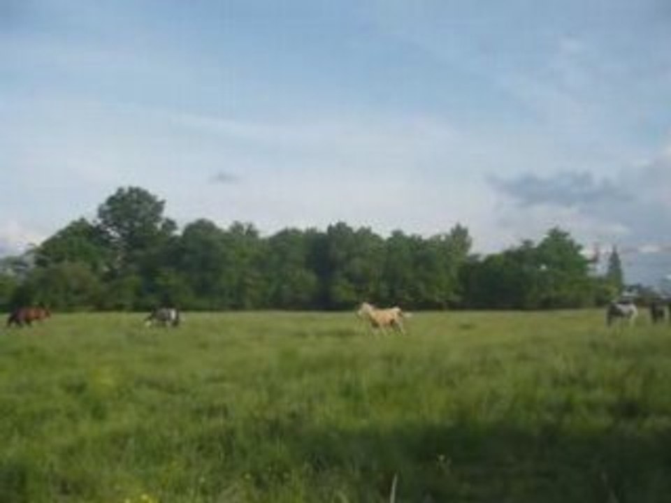 Chevaux galop