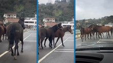 İstanbul'da başıboş atlar trafiği tehlikeye soktu