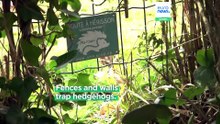 ‘Les P'tits Kipik’: Inside a Paris suburb's unlikely hedgehog sanctuary