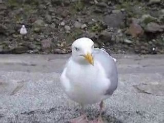 Les mouettes affamées